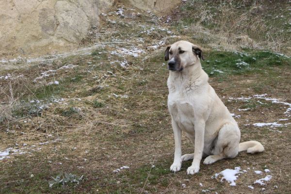 В Кемеровской области приняли закон об усыплении бездомных животных