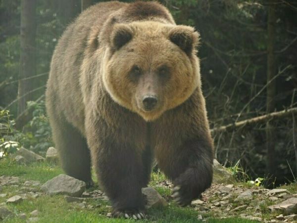 Валяются под ногами. Наступивший на медведя рыбак попал в реанимациюСитуация в Приморье могла бы закончиться менее драматично, если бы один из участников был чуть удачливее, а случившееся вспоминали бы потом как комичное приключение. Но получилось как получилось....