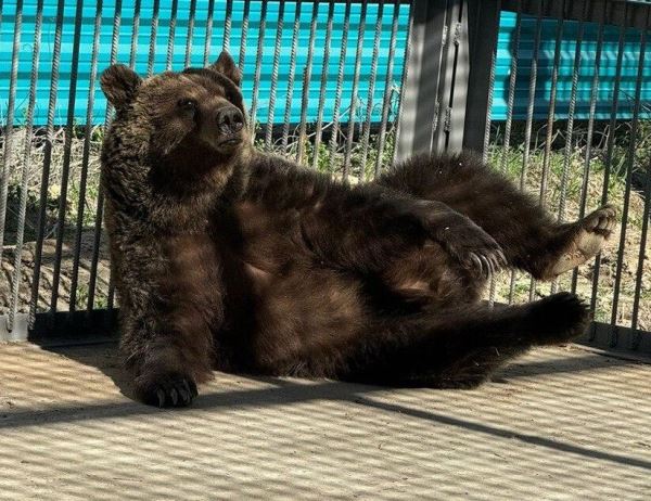 Живодеру из Новосибирска не удалось вернуть медведей