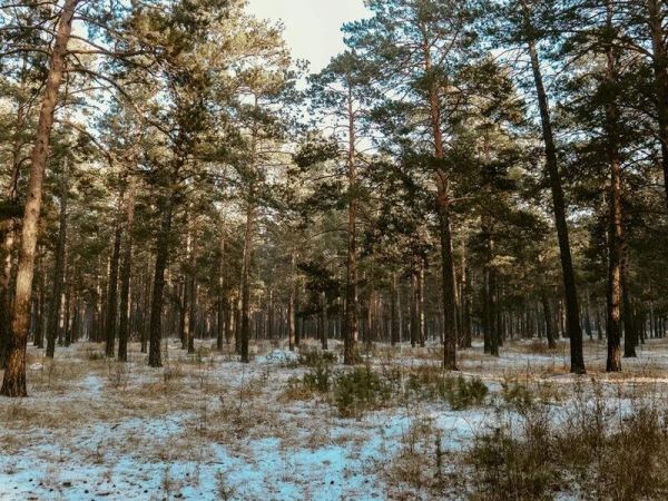 Читинцы спасают городской лес