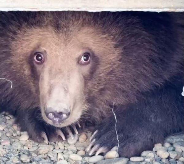 На Камчатке спасли осиротевшего медвежонка